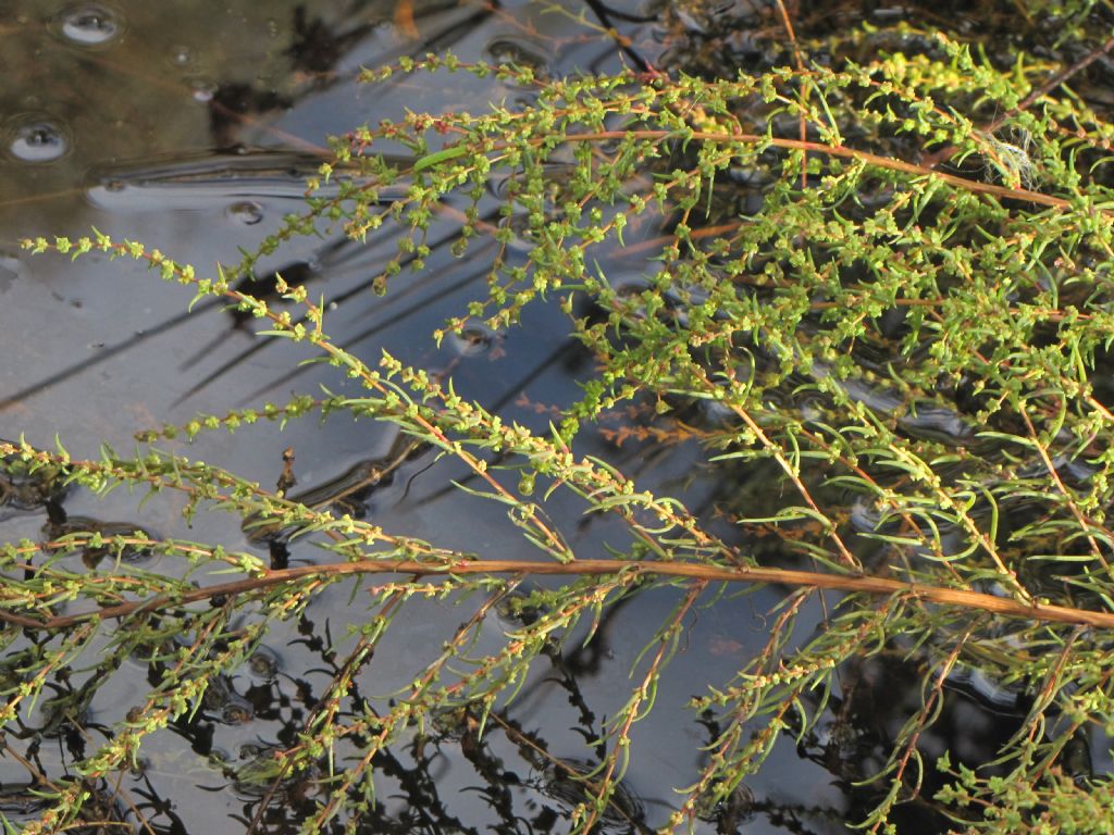 pianta lago retrodunale - Suaeda maritima